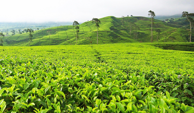 Munnar