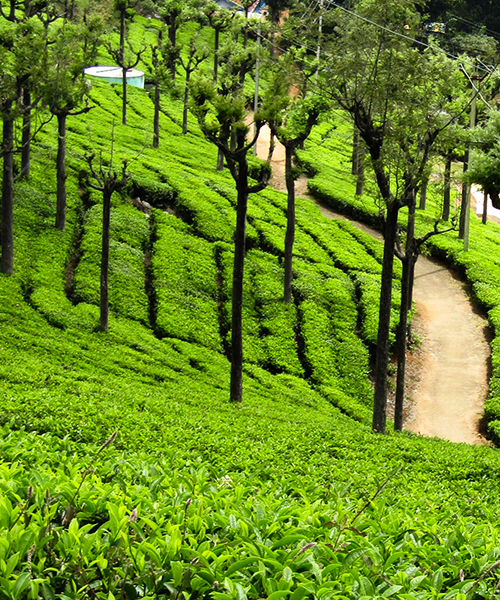 Munnar